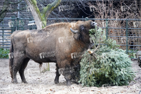 Weihnachtsbaumfütterung im Zoo Berlin