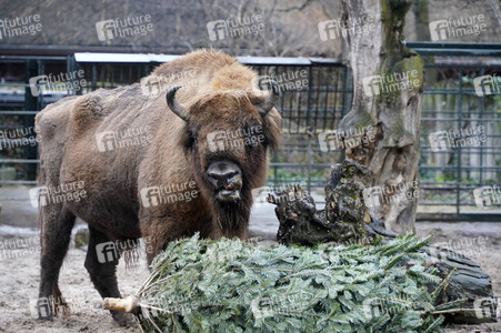 Weihnachtsbaumfütterung im Zoo Berlin