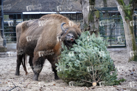 Weihnachtsbaumfütterung im Zoo Berlin