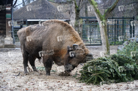 Weihnachtsbaumfütterung im Zoo Berlin