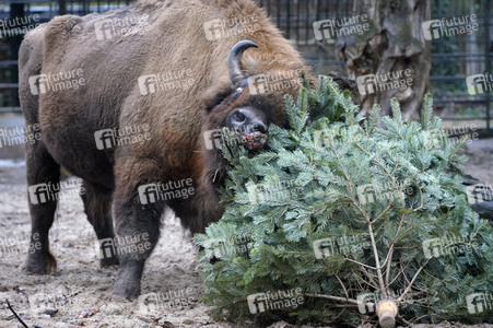 Weihnachtsbaumfütterung im Zoo Berlin