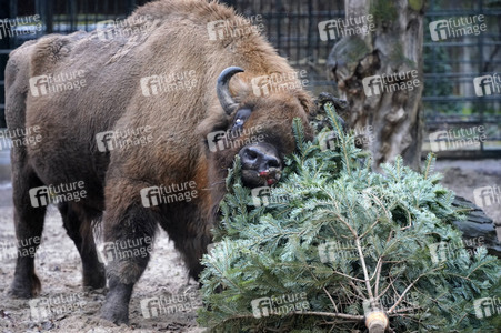 Weihnachtsbaumfütterung im Zoo Berlin