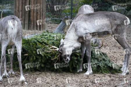 Weihnachtsbaumfütterung im Zoo Berlin