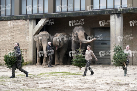 Weihnachtsbaumfütterung im Zoo Berlin