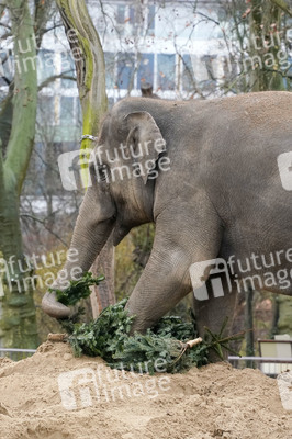 Weihnachtsbaumfütterung im Zoo Berlin
