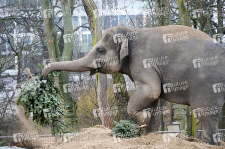 Weihnachtsbaumfütterung im Zoo Berlin