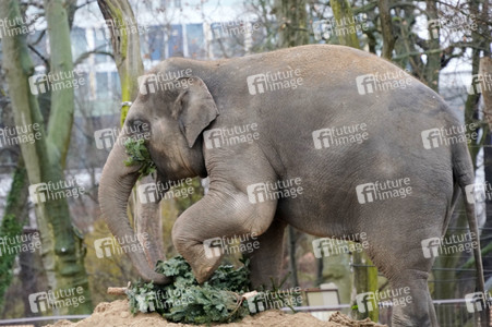 Weihnachtsbaumfütterung im Zoo Berlin