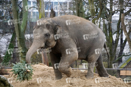 Weihnachtsbaumfütterung im Zoo Berlin