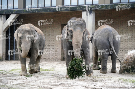 Weihnachtsbaumfütterung im Zoo Berlin