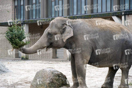 Weihnachtsbaumfütterung im Zoo Berlin