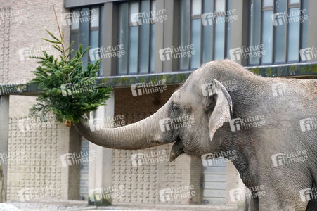 Weihnachtsbaumfütterung im Zoo Berlin