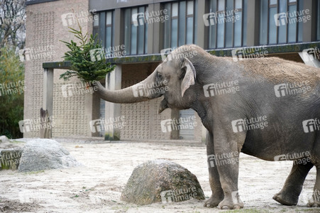 Weihnachtsbaumfütterung im Zoo Berlin