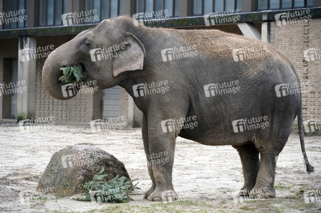 Weihnachtsbaumfütterung im Zoo Berlin