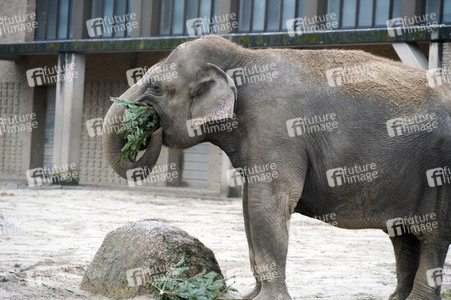 Weihnachtsbaumfütterung im Zoo Berlin