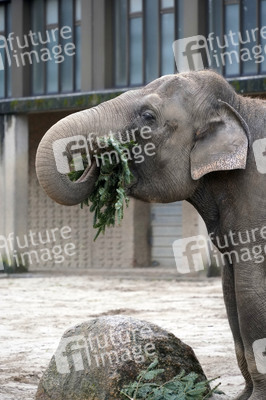 Weihnachtsbaumfütterung im Zoo Berlin