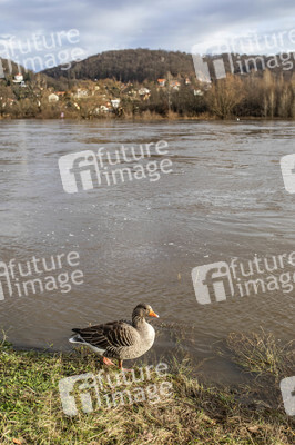Elbe-Hochwasser in Dresden