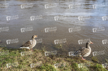 Elbe-Hochwasser in Dresden
