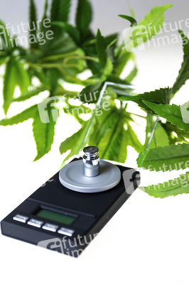 Symbolfoto Cannabis-Legalisierung