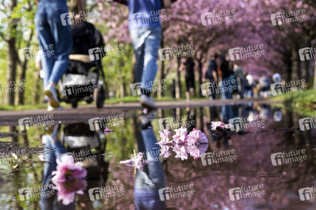Kirschblüte in Berlin