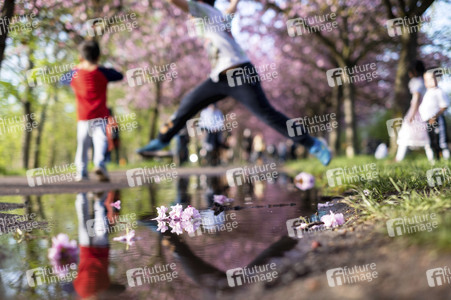 Kirschblüte in Berlin