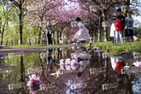 Kirschblüte in Berlin