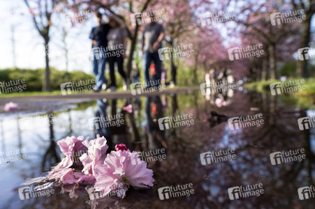 Kirschblüte in Berlin