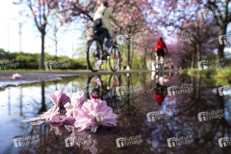 Kirschblüte in Berlin