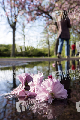 Kirschblüte in Berlin