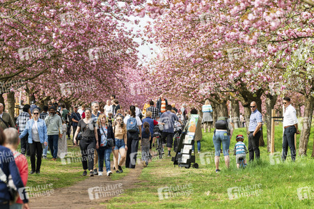 Kirschblüte in Berlin
