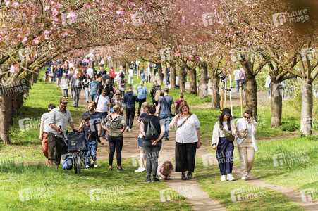 Kirschblüte in Berlin