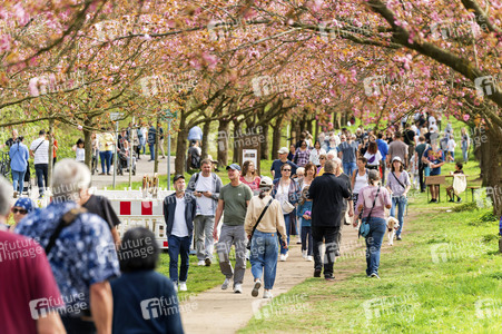 Kirschblüte in Berlin