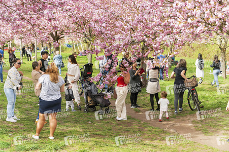 Kirschblüte in Berlin