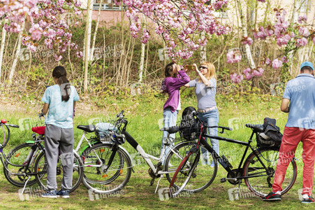 Kirschblüte in Berlin