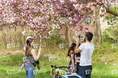Kirschblüte in Berlin