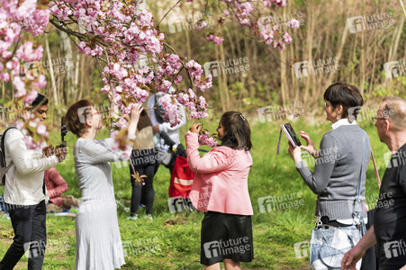 Kirschblüte in Berlin