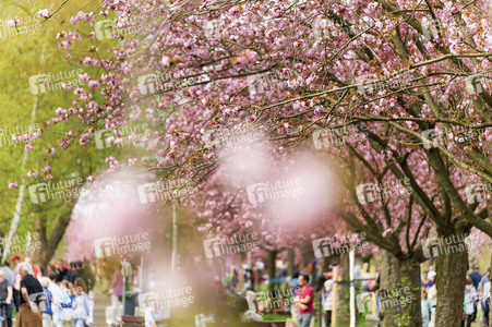 Kirschblüte in Berlin