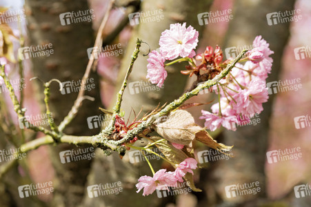 Kirschblüte in Berlin