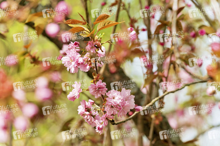 Kirschblüte in Berlin