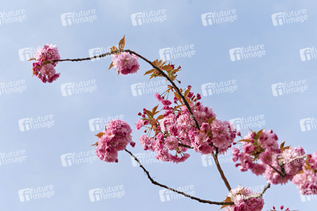 Kirschblüte in Berlin