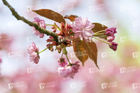 Kirschblüte in Berlin