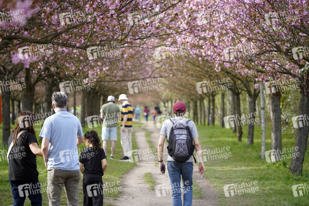 Kirschblüte in Berlin