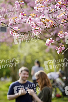 Kirschblüte in Berlin