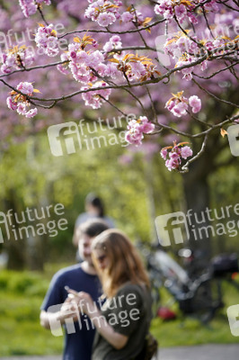 Kirschblüte in Berlin