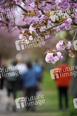 Kirschblüte in Berlin