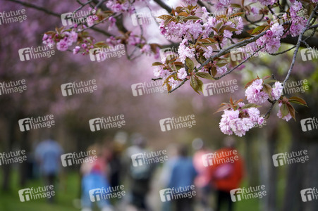 Kirschblüte in Berlin