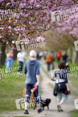 Kirschblüte in Berlin