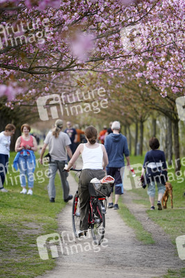 Kirschblüte in Berlin