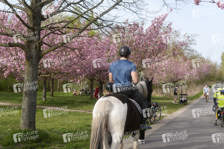 Kirschblüte in Berlin