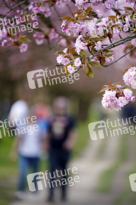 Kirschblüte in Berlin