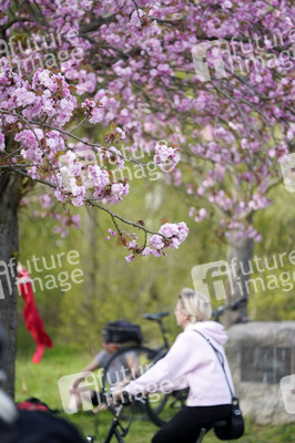 Kirschblüte in Berlin